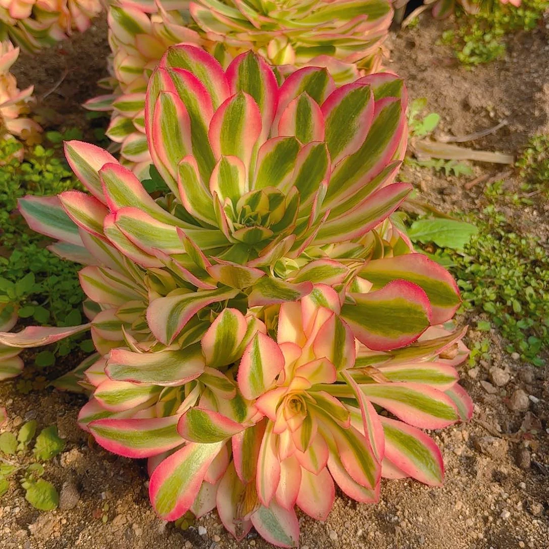 香妃手捧多肉植物