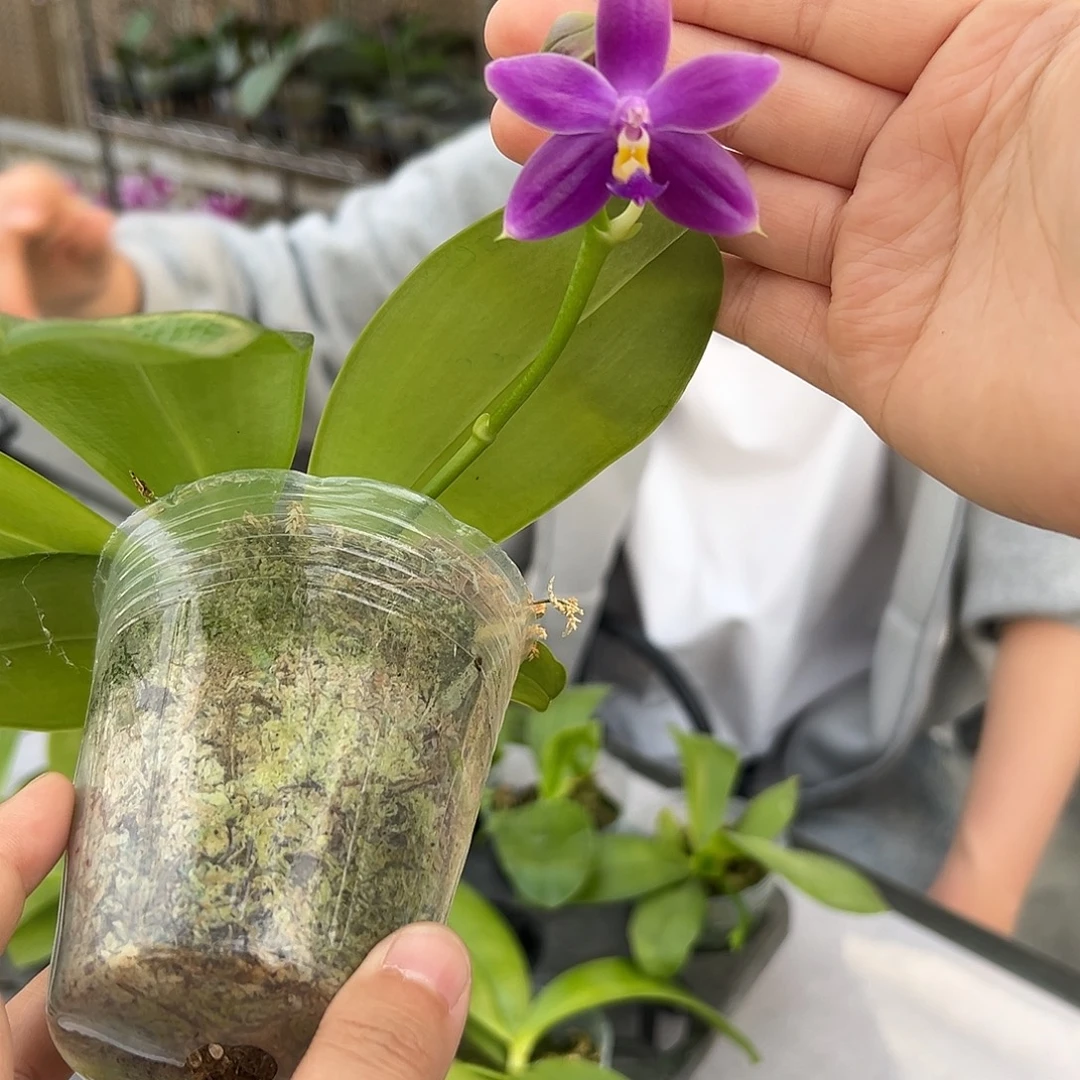 完全开放蓝色珍妮弗实生