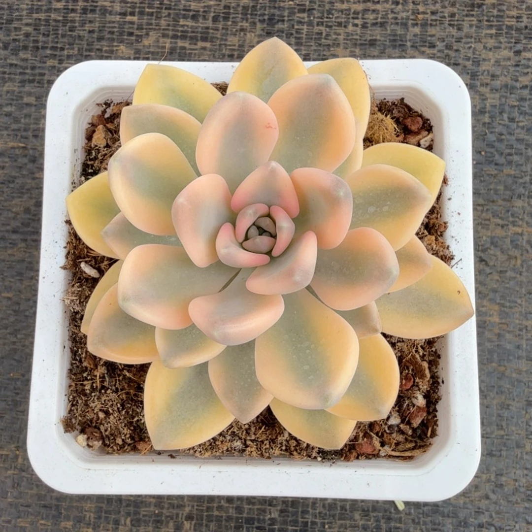 冬美人锦锦上园艺一物一拍