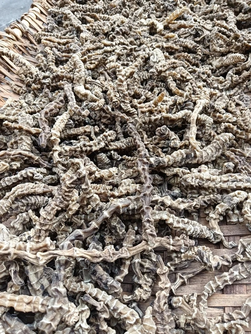 【三妹助农】山货地参/虫草参  推荐煲汤