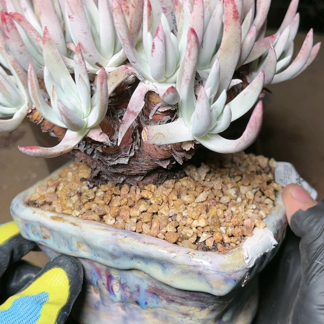 9667我具体仙女杯多肉