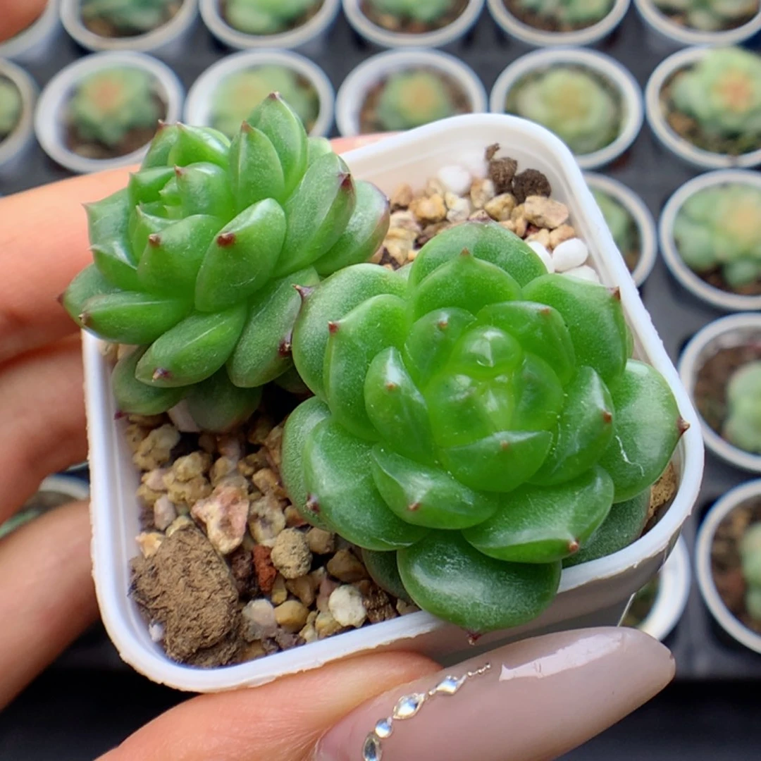 58包邮  群生不包整灯泡30