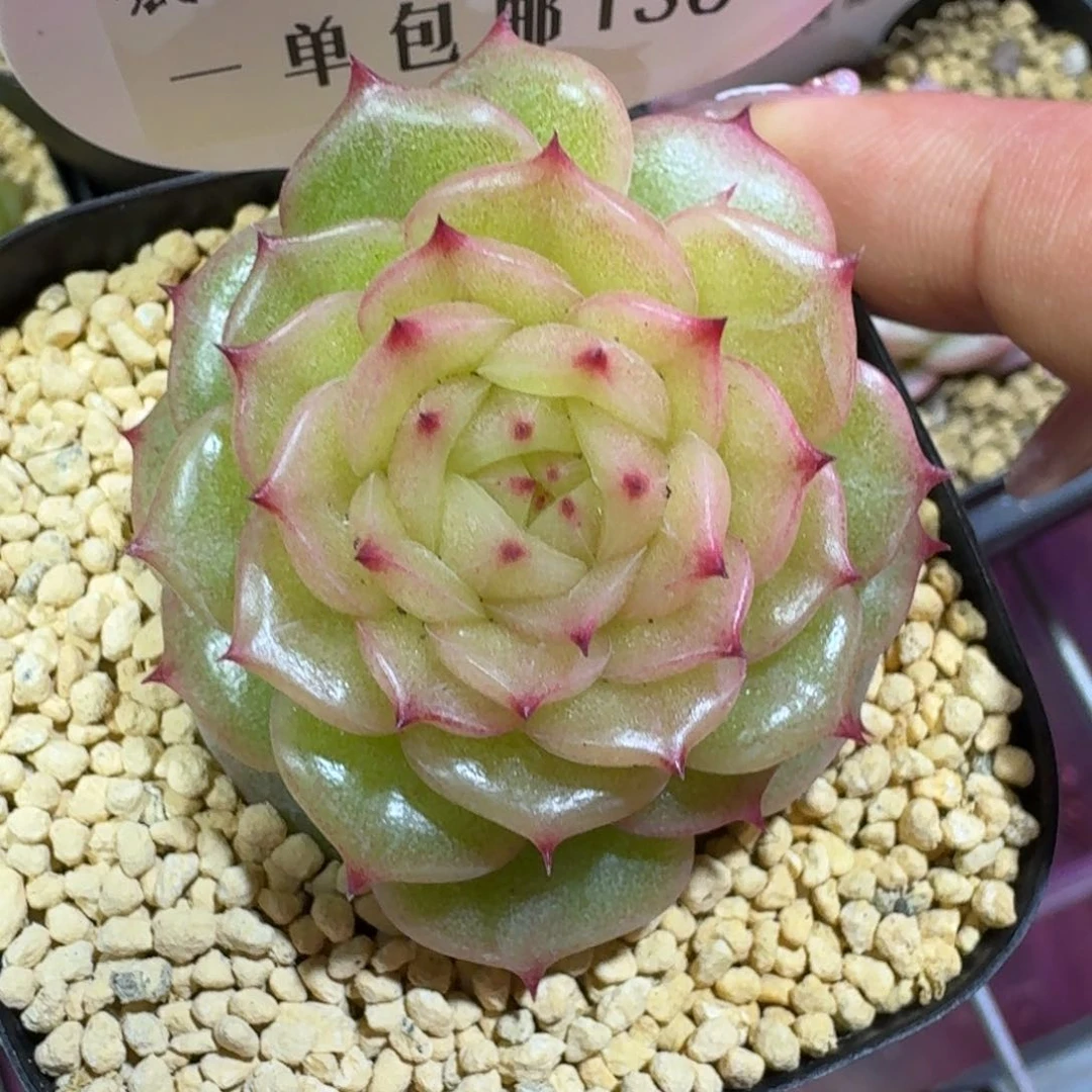 0136-玉玲珑单头-0123