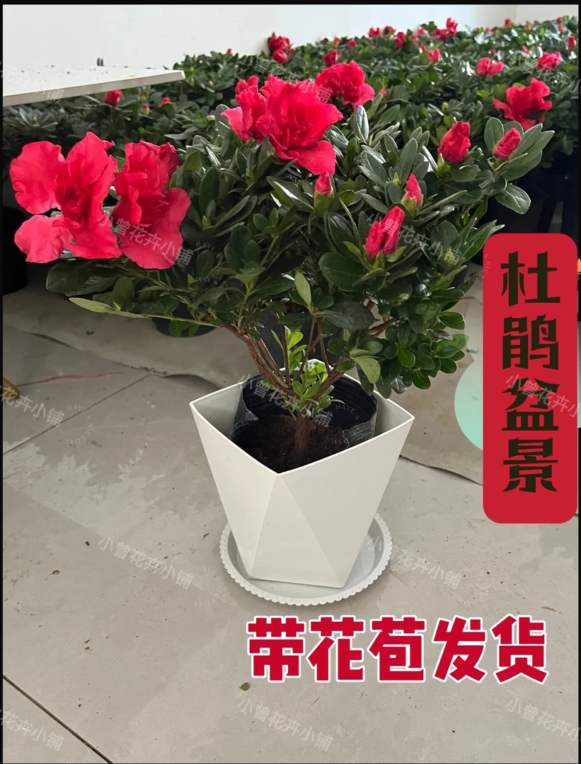 杜鹃花带花苞盆栽四季开花适合室内外阳台的好养花卉