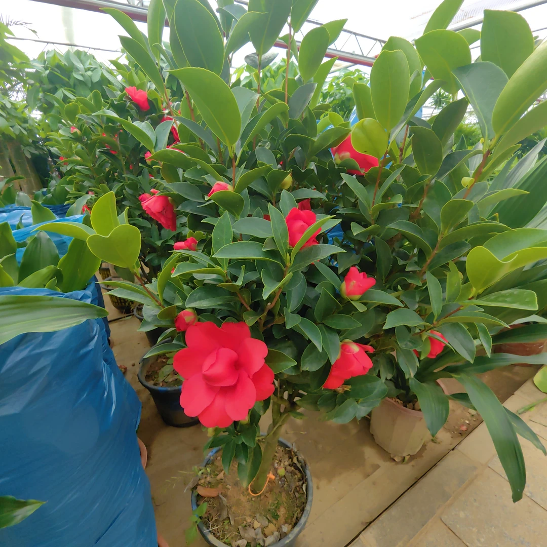 茶花盆栽