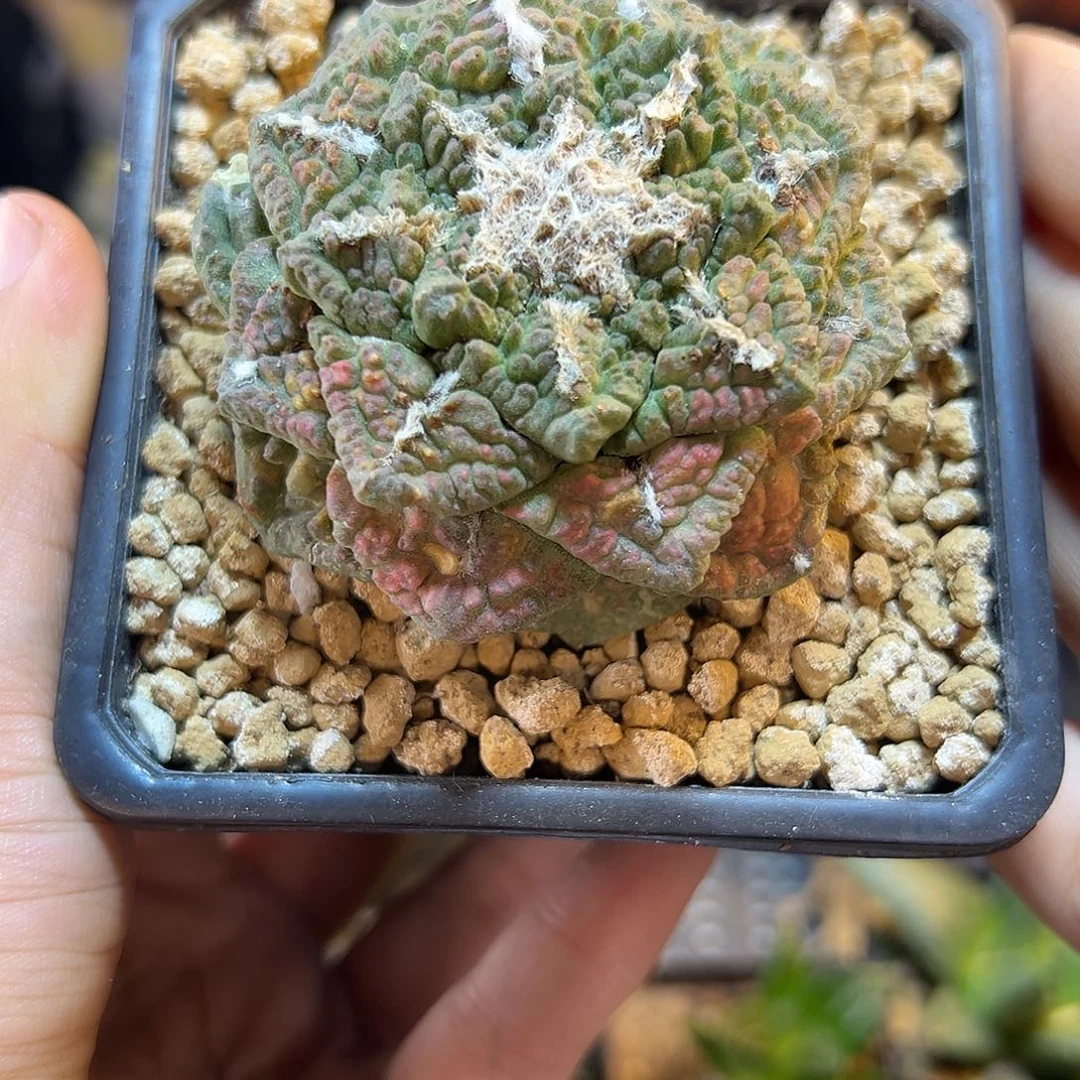12号自根龟甲牡丹粉锦6.4公分