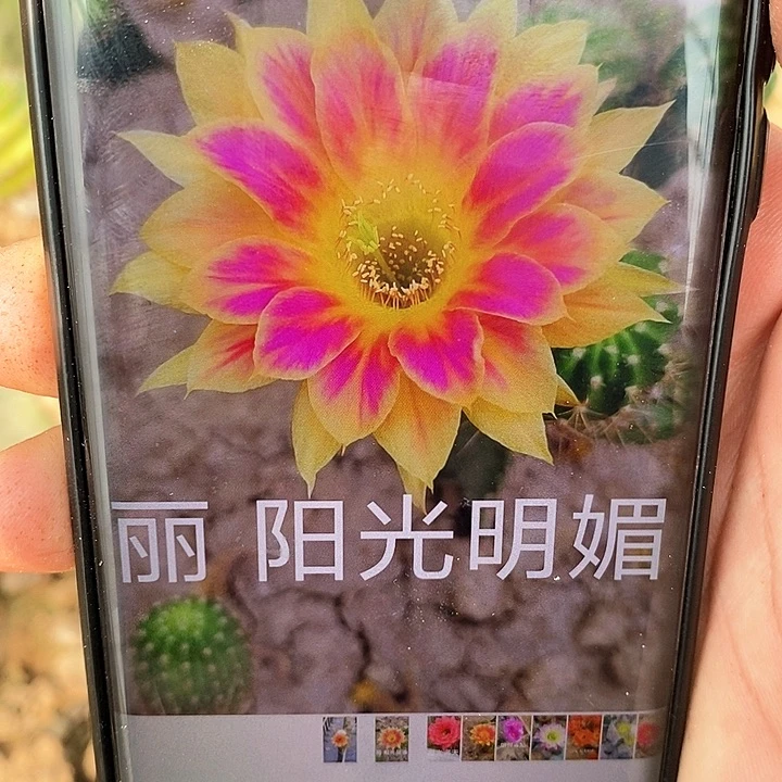 丽 阳光明媚 /侧芽歪20包邮/4公分