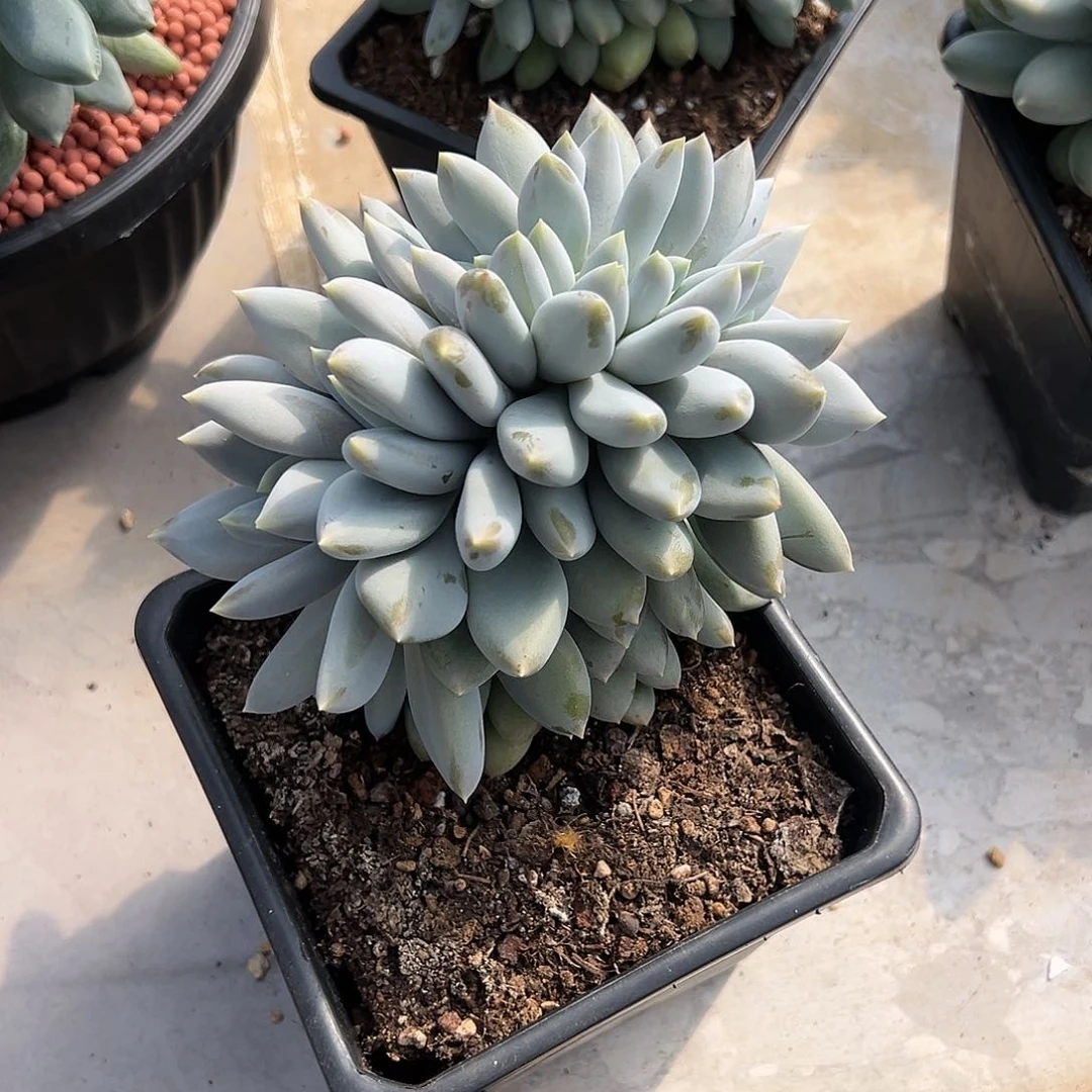 【闪购商品】哥特缀