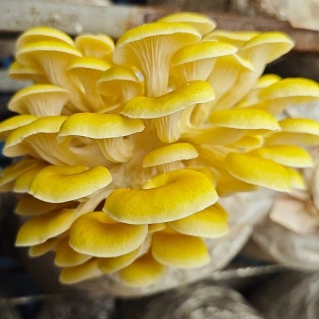 云南特产新鲜鸡油菌黄金菇食用菌顺丰冷链发货