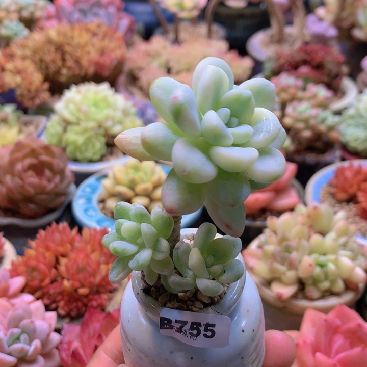 一物一拍含盆土满38包邮B755