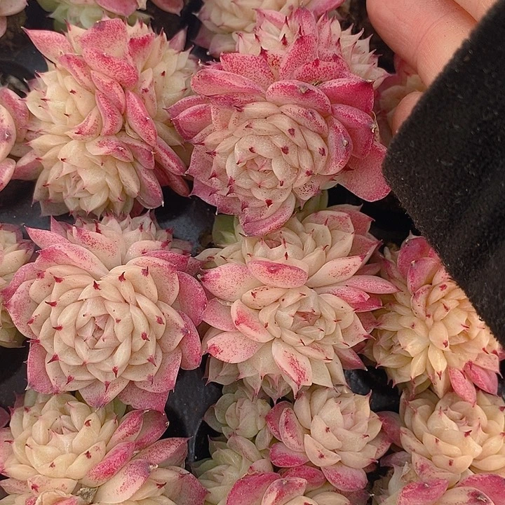 153-154 多肉植物盆栽花卉植物