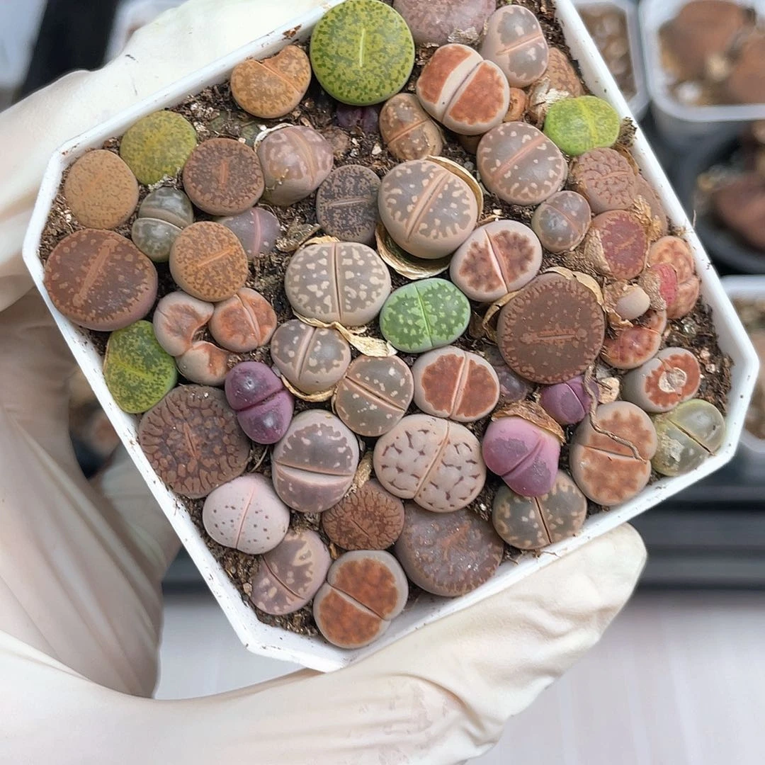 2694大棚清仓甩卖了