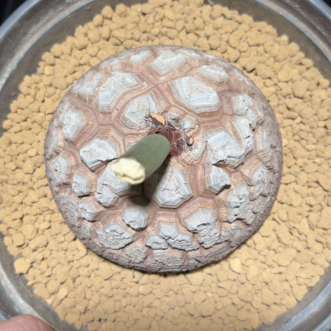 2003号龟甲龙带盆包邮不退不换