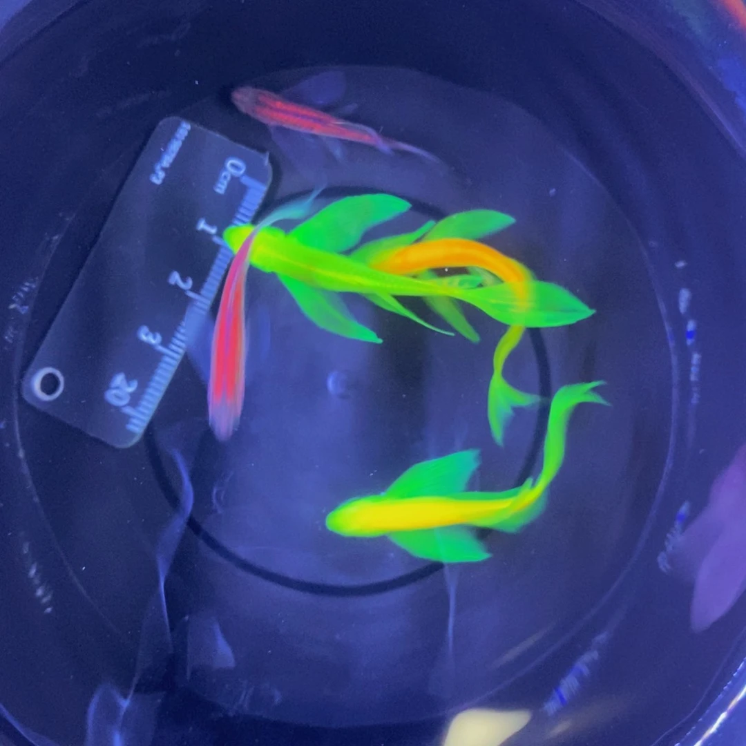 斑马鱼蝶翼斑马自选5条