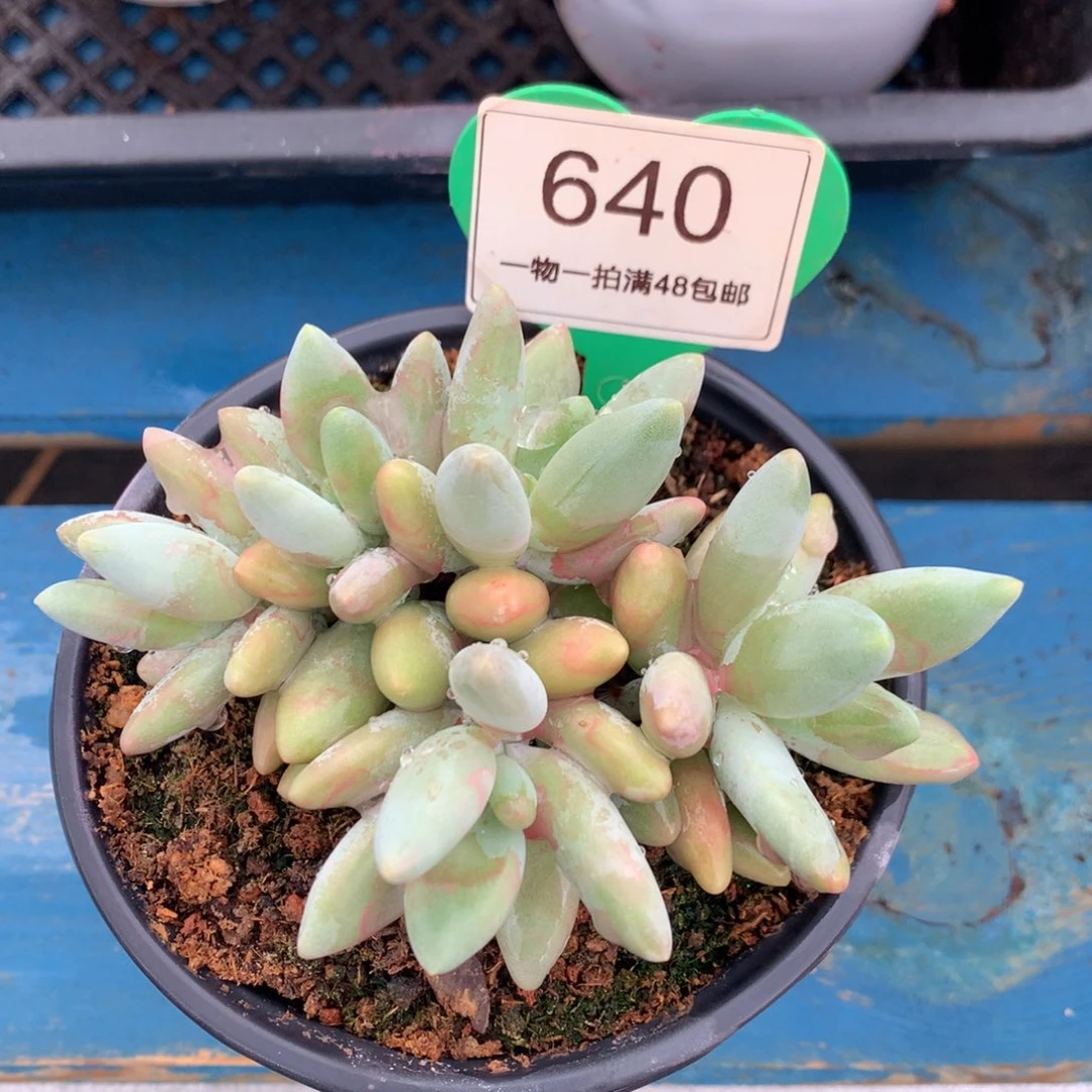 白兰地无砍平头640