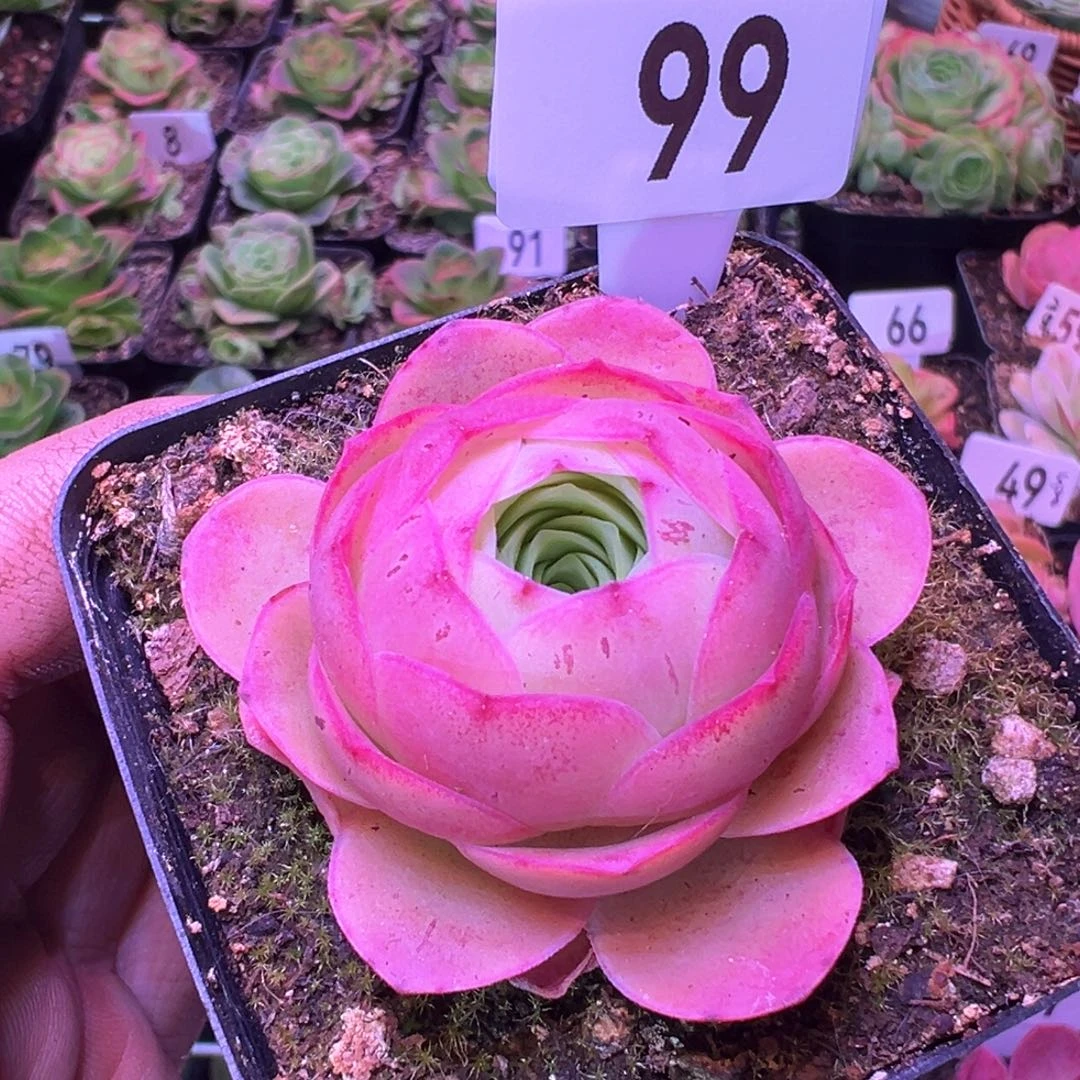 ?****～草莓99山地玫瑰多肉