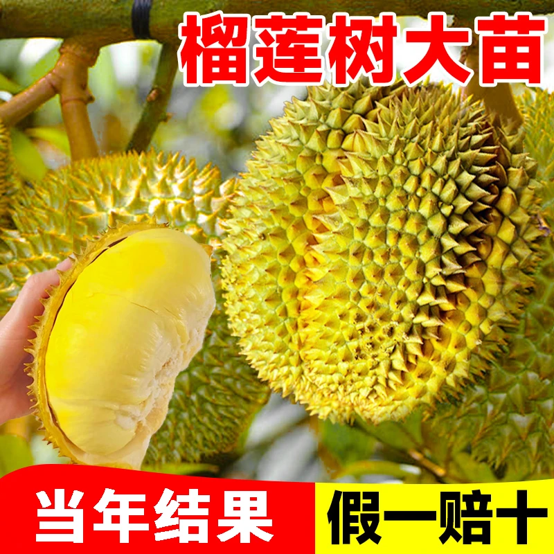 盆栽正宗金枕头榴莲树果苗当年结果猫山王南方北方种植榴莲树苗