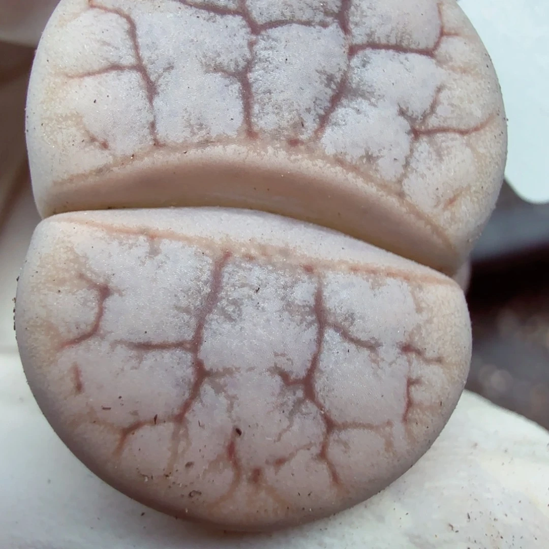 你也快回来吃饭哈哈啊539