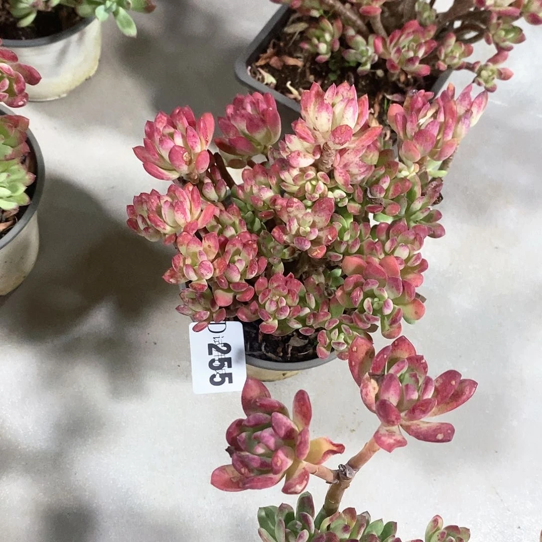 a****?255叮当锦多肉植物