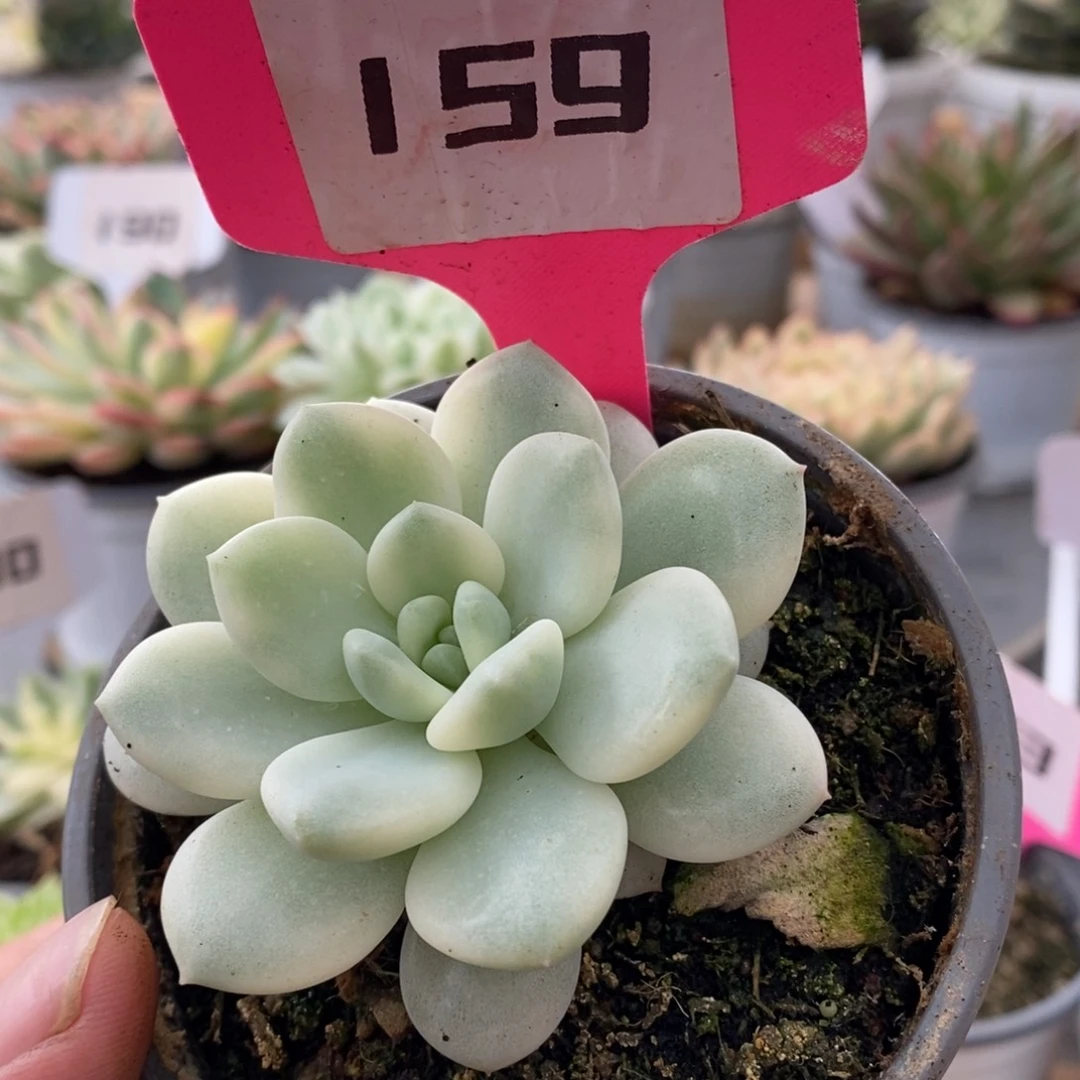 159香水哈哈哈哈哈哈