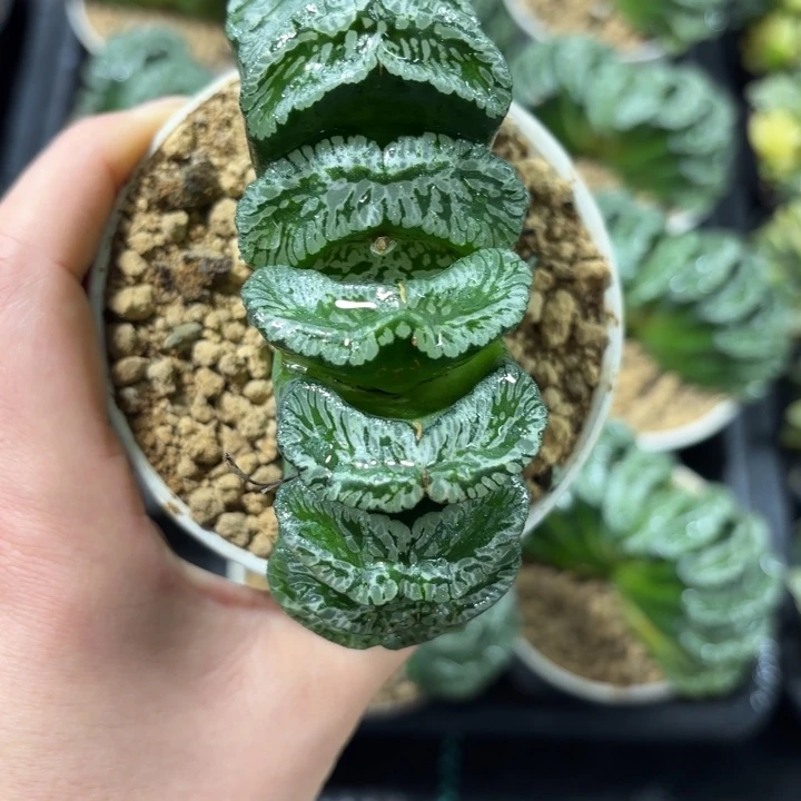帝王玄武玉扇多肉植物