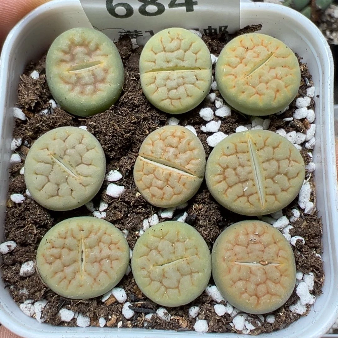 【闪购商品】684……