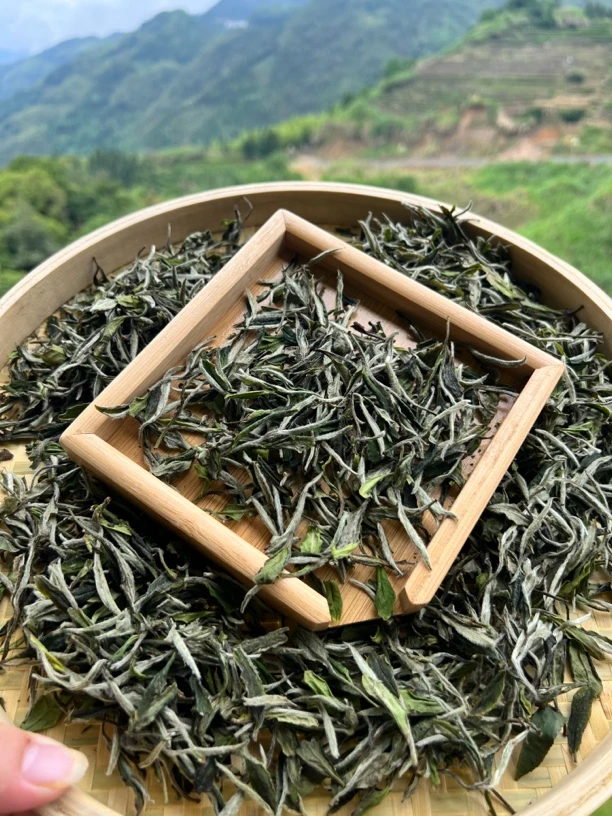 白茶 荒野牡丹 2025年（初级农产品)