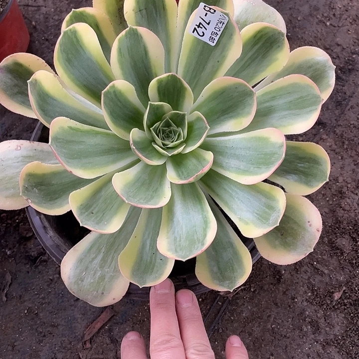 742香炉盘白锦多肉植物法师