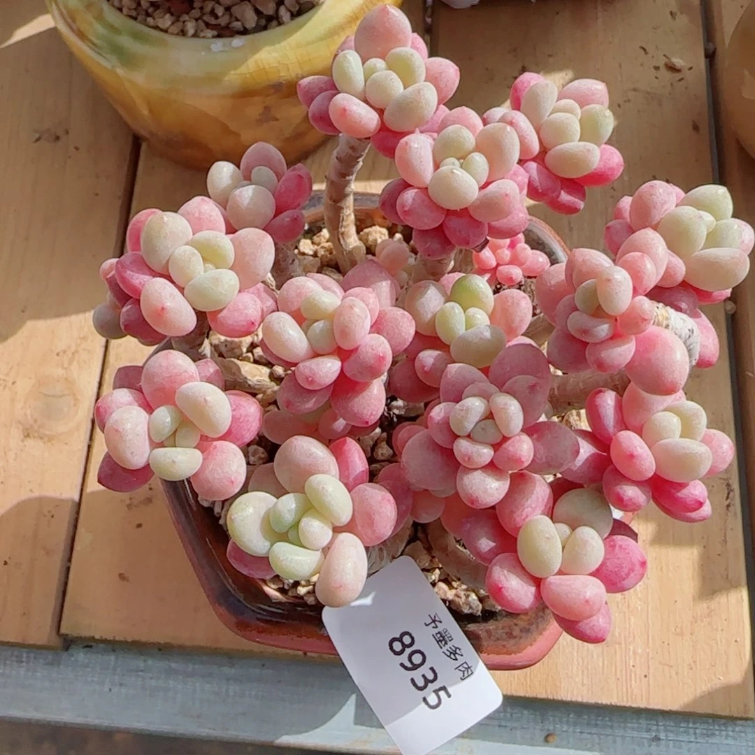 鱼子酱无砍，8935多肉植物