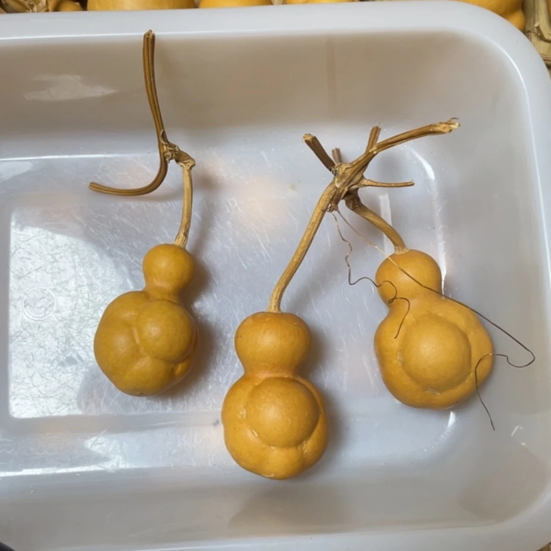 叶**。福禄葫芦一物一拍
