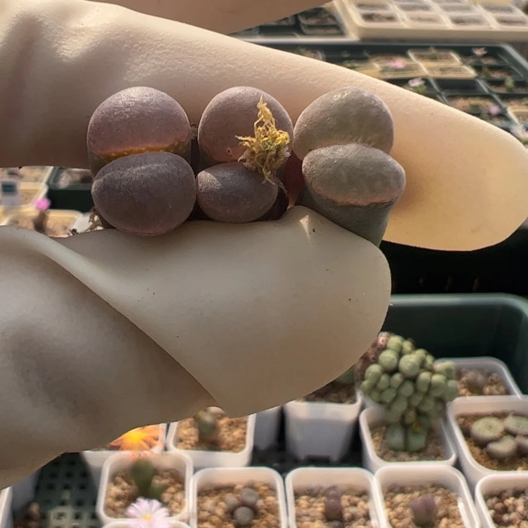 h91 好看的多肉冲冲冲3ke