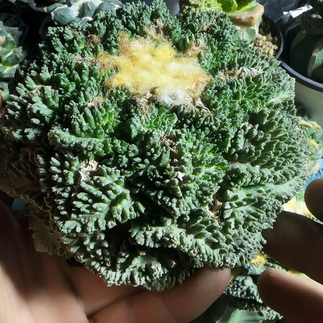龟甲哥斯拉954仙人球开花