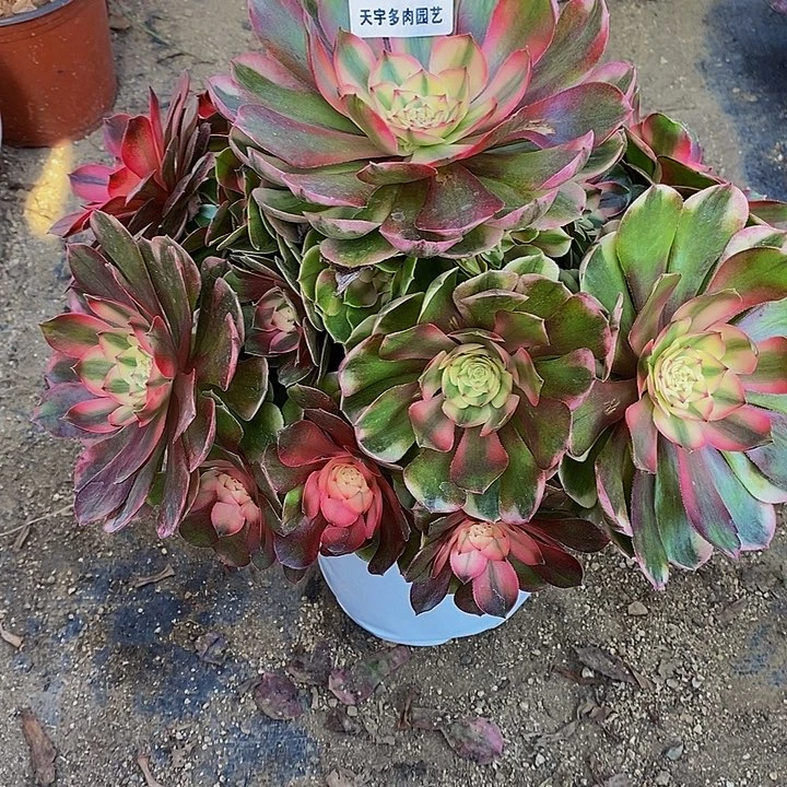 多肉植物荔枝478多肉