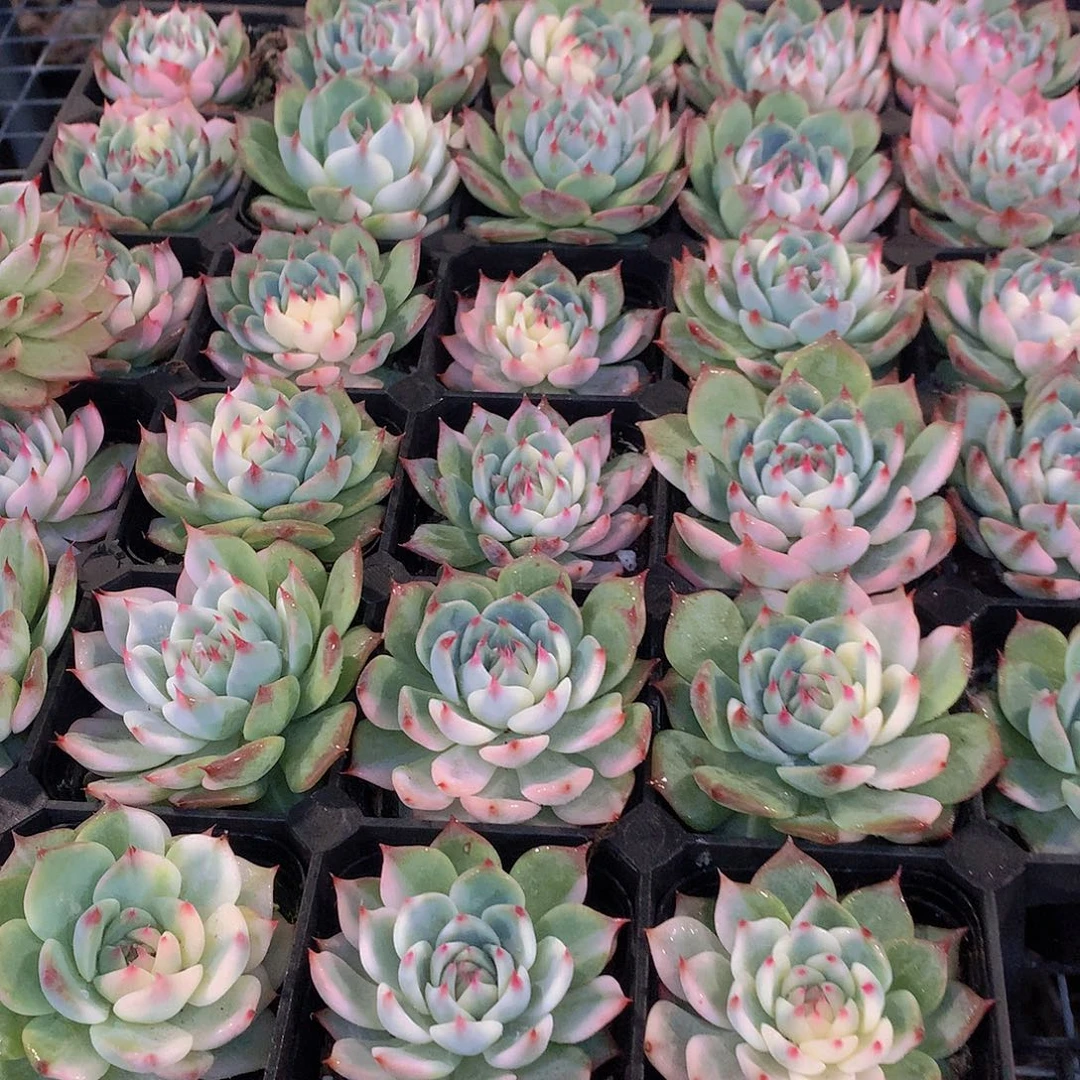 吉娃娃半锦34567889990000