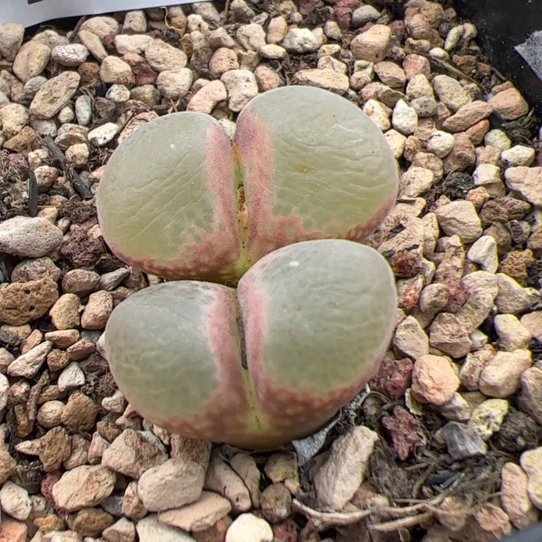 0322号风铃 多肉植物