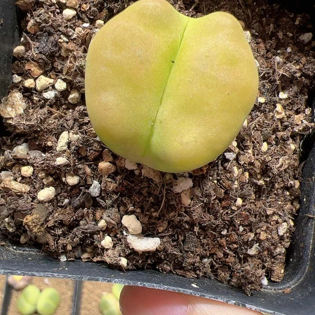 【闪购商品】425 柿饼
