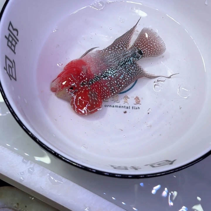 罗汉鱼012//////////
