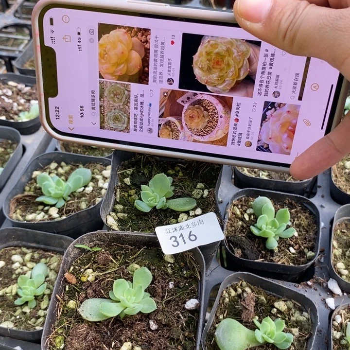 标316黄琉璃一个量拍