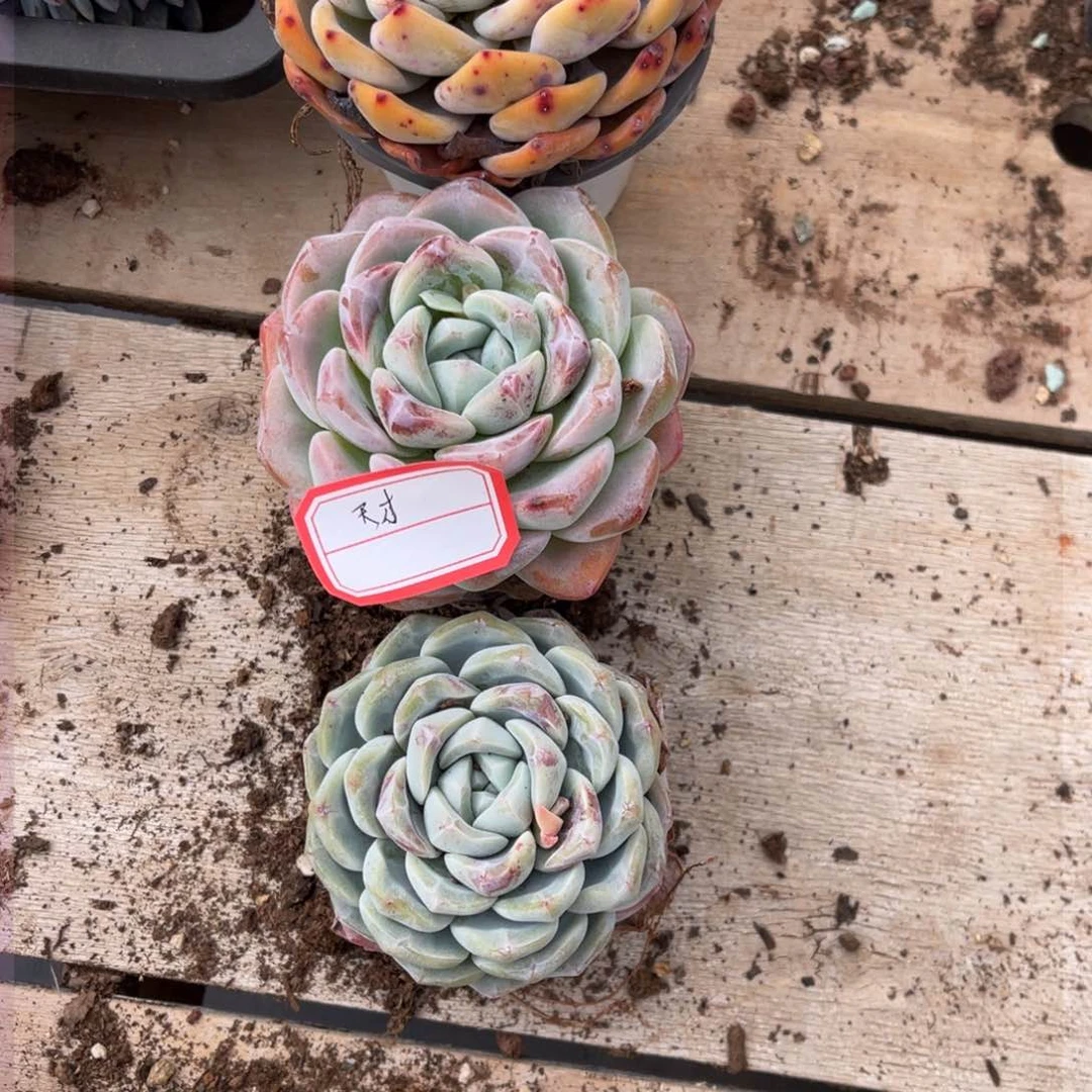 废****女1111111111111