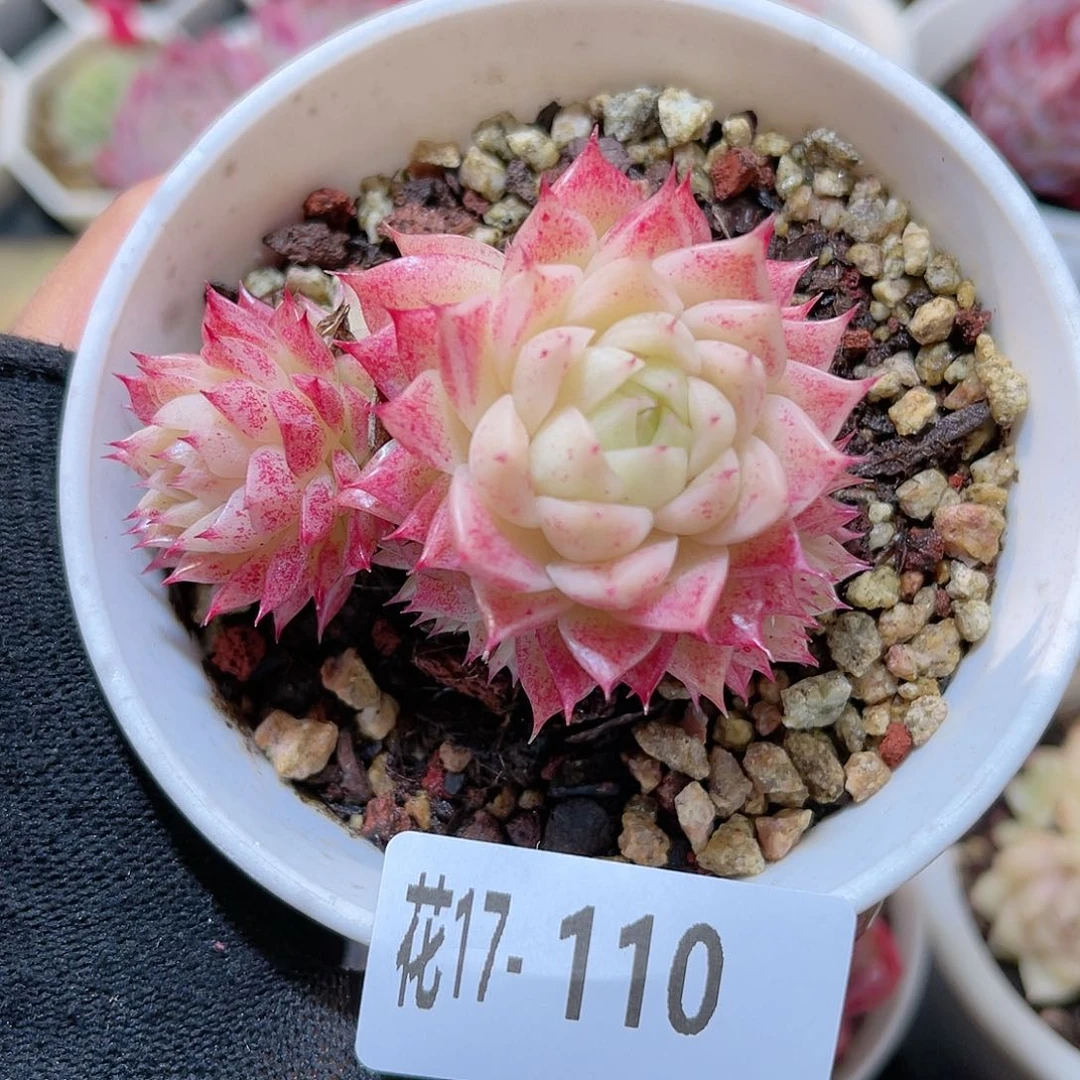 花17-110麦秆小群