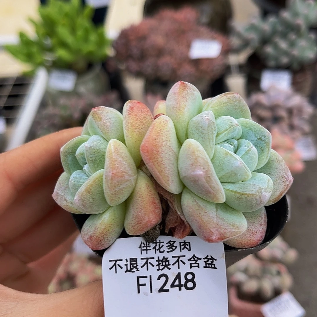 248-冰玉多肉6cm多肉