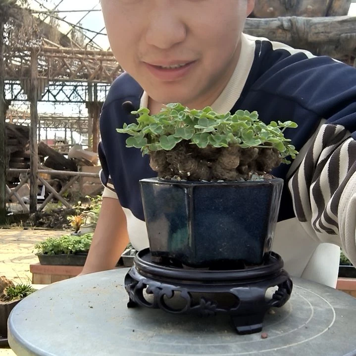 @****～小盆景小植物一物一拍152