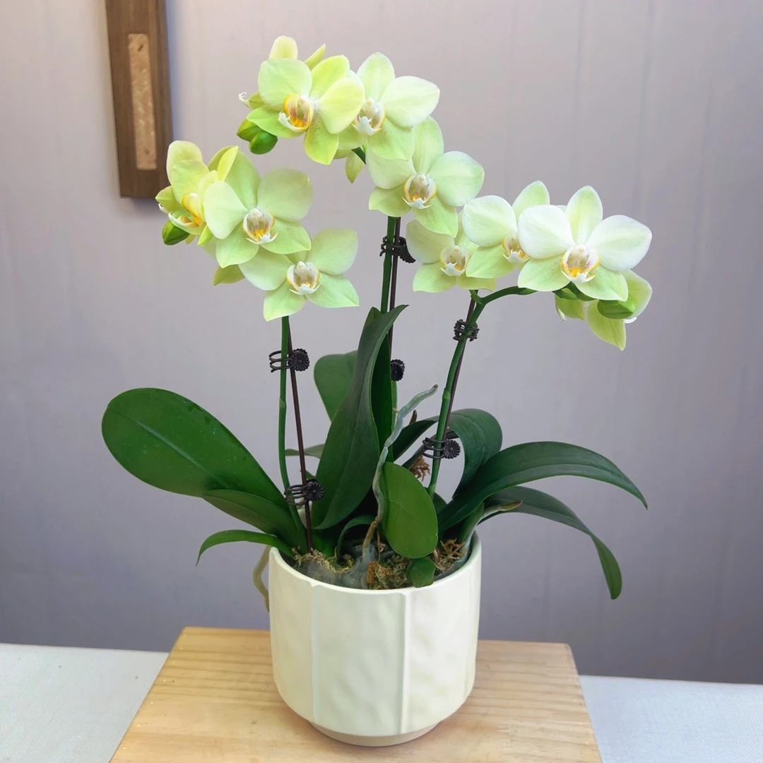 【绿水晶06】2.8寸蝴蝶兰绿色桌面款（3颗及以上组陶瓷盆）佛山基地批发直播次日达