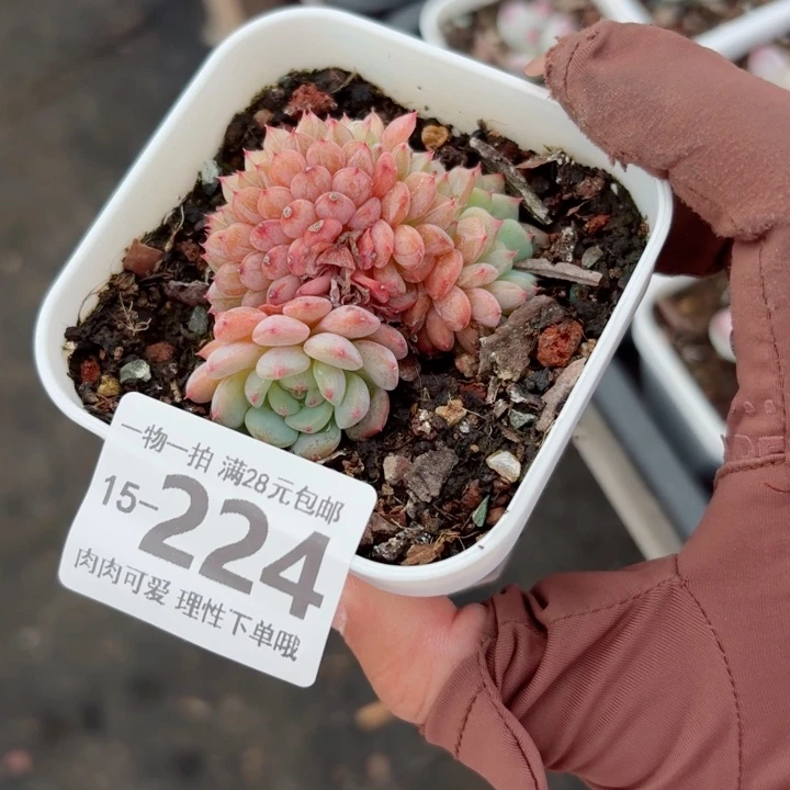 白胖子缀化多肉无盆土发货