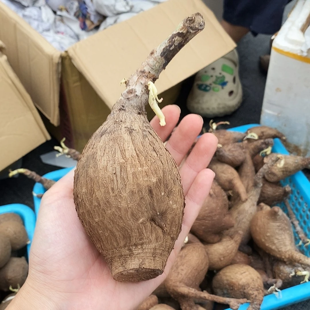 一物一拍奇异油杆