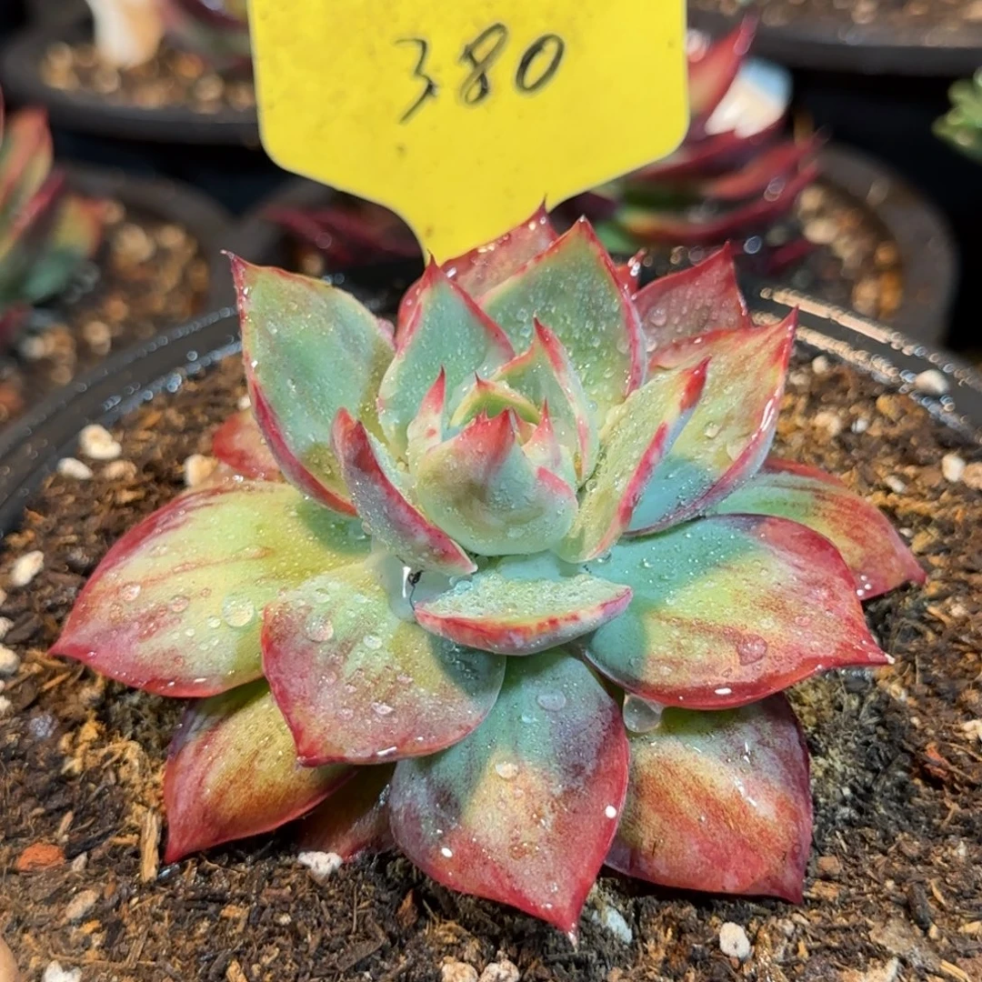 惊鸿一物一拍包装收缩花旱380