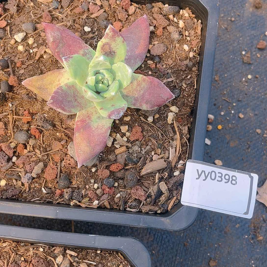 老桩仙女杯yy0398