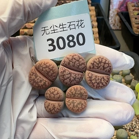 ?****3080源氏玉脱土发货