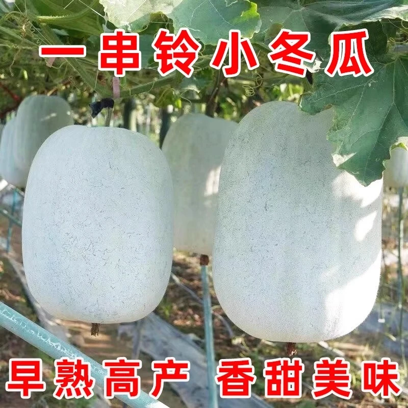 一串铃小冬瓜种子粉皮冬瓜种籽春秋播种早熟迷你小棒槌冬瓜果种孑