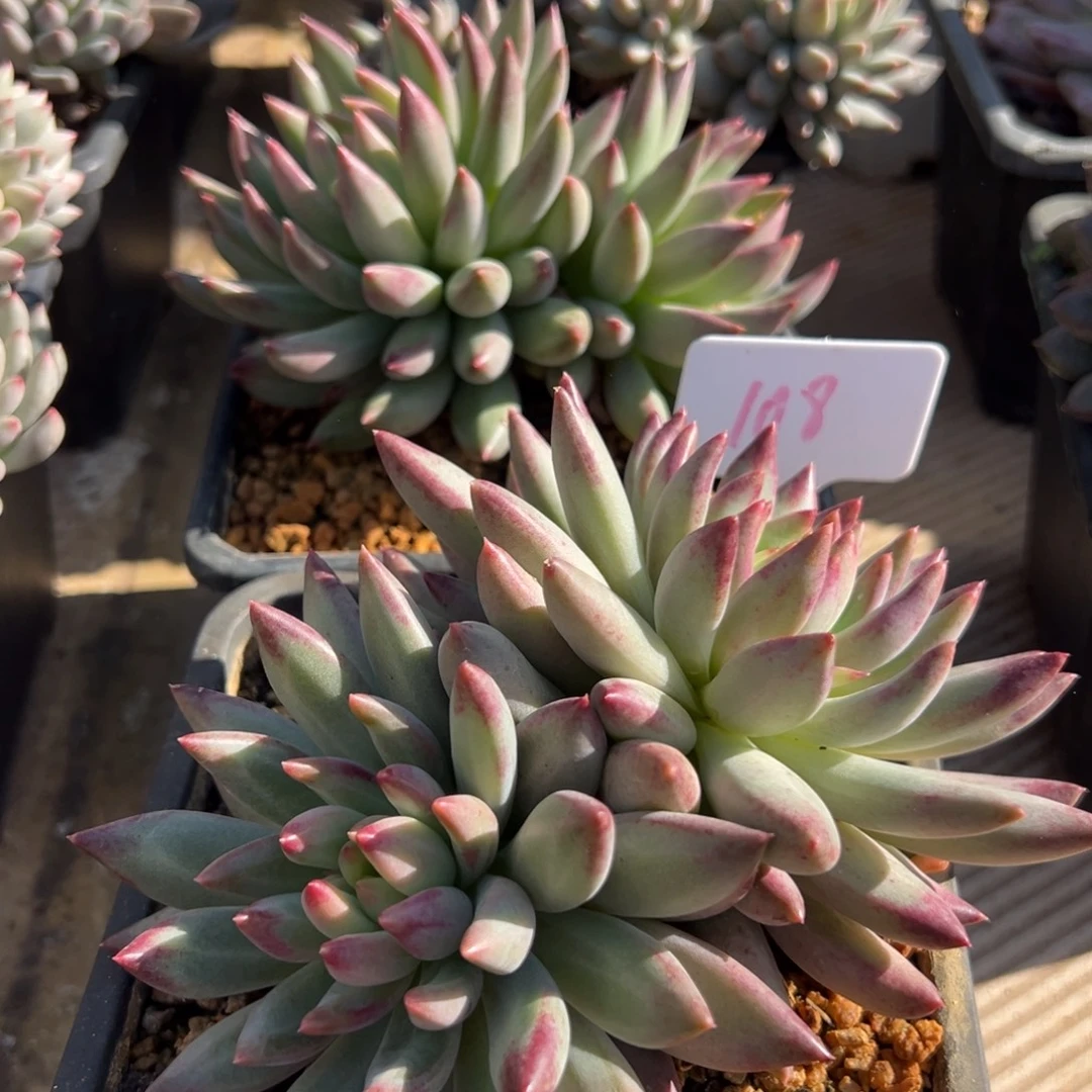 雨***！108二代虞美人2颗多肉植物20